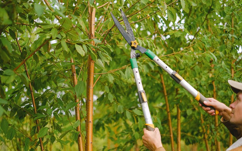 Tree trimming in Cusseta, AL